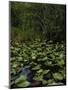 United States, Everglades National Park, Florida-null-Mounted Giclee Print