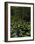 United States, Everglades National Park, Florida-null-Framed Giclee Print