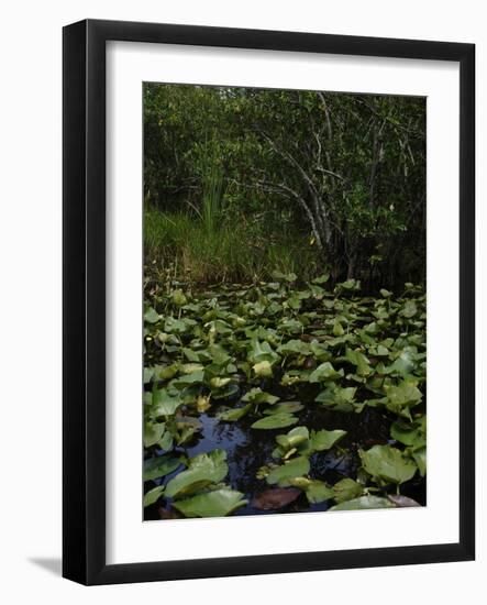 United States, Everglades National Park, Florida-null-Framed Giclee Print