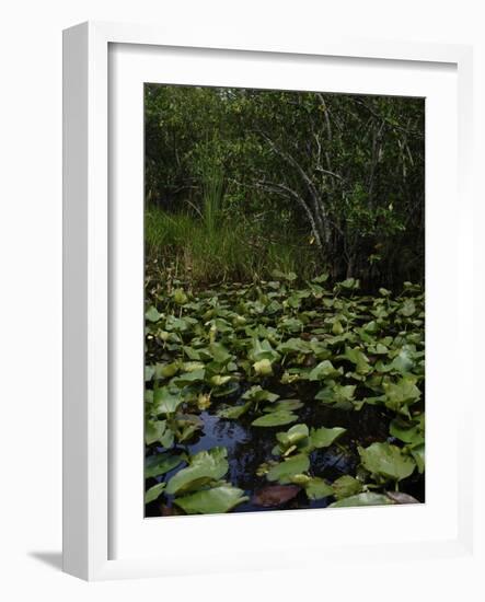 United States, Everglades National Park, Florida-null-Framed Giclee Print