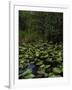 United States, Everglades National Park, Florida-null-Framed Giclee Print