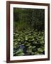 United States, Everglades National Park, Florida-null-Framed Giclee Print