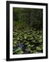 United States, Everglades National Park, Florida-null-Framed Giclee Print