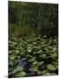 United States, Everglades National Park, Florida-null-Mounted Giclee Print