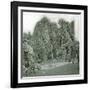 United States (Niagara), the Snow at Goat-Island-Leon, Levy et Fils-Framed Photographic Print