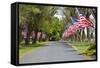 United States of America Flags Lining Tree Lined Road-Terry Eggers-Framed Stretched Canvas