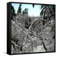 United States, Virgin Forest in the Catskills, Covered in Snow-Leon, Levy et Fils-Framed Stretched Canvas