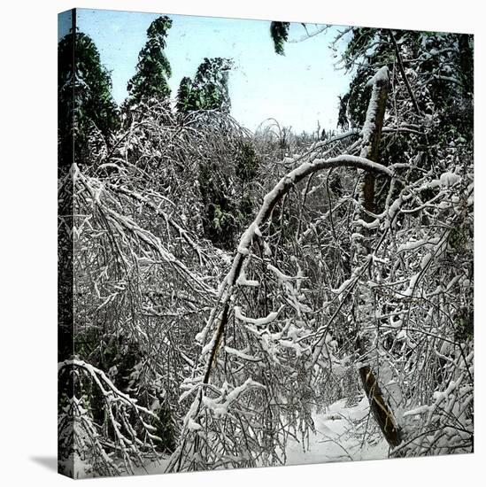 United States, Virgin Forest in the Catskills, Covered in Snow-Leon, Levy et Fils-Stretched Canvas