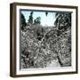 United States, Virgin Forest in the Catskills, Covered in Snow-Leon, Levy et Fils-Framed Photographic Print