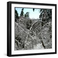 United States, Virgin Forest in the Catskills, Covered in Snow-Leon, Levy et Fils-Framed Photographic Print