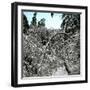 United States, Virgin Forest in the Catskills, Covered in Snow-Leon, Levy et Fils-Framed Photographic Print