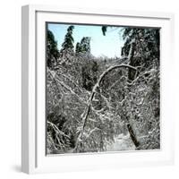 United States, Virgin Forest in the Catskills, Covered in Snow-Leon, Levy et Fils-Framed Photographic Print