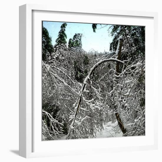 United States, Virgin Forest in the Catskills, Covered in Snow-Leon, Levy et Fils-Framed Photographic Print