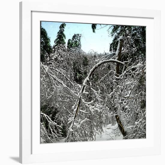 United States, Virgin Forest in the Catskills, Covered in Snow-Leon, Levy et Fils-Framed Photographic Print