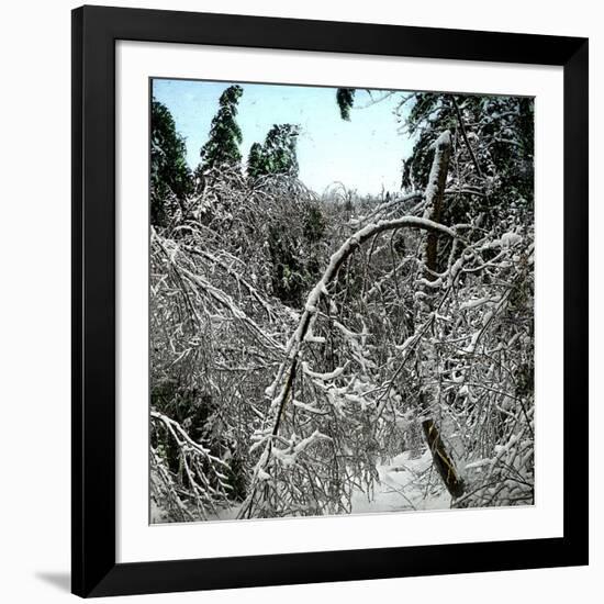 United States, Virgin Forest in the Catskills, Covered in Snow-Leon, Levy et Fils-Framed Photographic Print