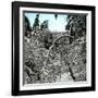 United States, Virgin Forest in the Catskills, Covered in Snow-Leon, Levy et Fils-Framed Photographic Print