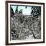 United States, Virgin Forest in the Catskills, Covered in Snow-Leon, Levy et Fils-Framed Photographic Print