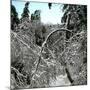 United States, Virgin Forest in the Catskills, Covered in Snow-Leon, Levy et Fils-Mounted Premium Photographic Print