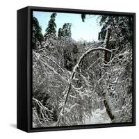 United States, Virgin Forest in the Catskills, Covered in Snow-Leon, Levy et Fils-Framed Stretched Canvas