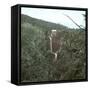 United States, Virgin Forest in the Catskills-Leon, Levy et Fils-Framed Stretched Canvas