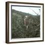 United States, Virgin Forest in the Catskills-Leon, Levy et Fils-Framed Photographic Print