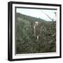 United States, Virgin Forest in the Catskills-Leon, Levy et Fils-Framed Photographic Print