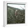 United States, Virgin Forest in the Catskills-Leon, Levy et Fils-Framed Photographic Print