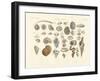 Univalve Animals or Worm Casing-null-Framed Giclee Print