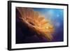 Universe-Pásztor András-Framed Photographic Print