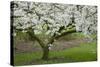 University of Washington Botanic Garden, Seattle, Washington, USA-Charles Gurche-Stretched Canvas