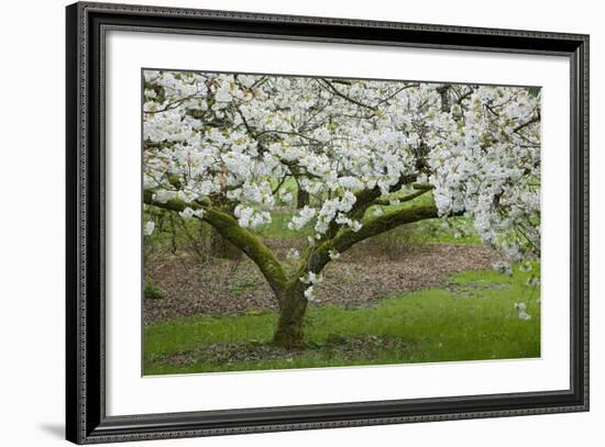 University of Washington Botanic Garden, Seattle, Washington, USA-Charles Gurche-Framed Photographic Print