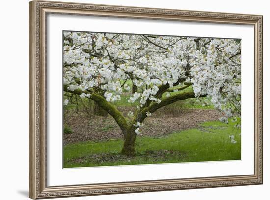 University of Washington Botanic Garden, Seattle, Washington, USA-Charles Gurche-Framed Photographic Print