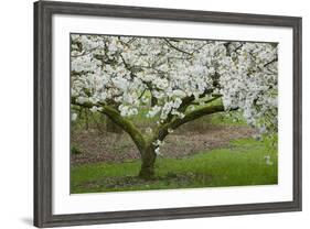 University of Washington Botanic Garden, Seattle, Washington, USA-Charles Gurche-Framed Photographic Print