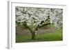 University of Washington Botanic Garden, Seattle, Washington, USA-Charles Gurche-Framed Photographic Print