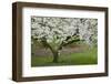 University of Washington Botanic Garden, Seattle, Washington, USA-Charles Gurche-Framed Photographic Print