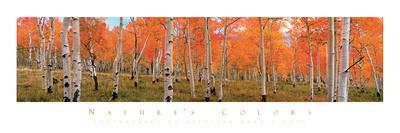 Autumn Trees-unknown Cook-Framed Photo