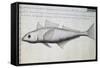Unknown Fish-null-Framed Stretched Canvas