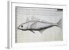 Unknown Fish-null-Framed Giclee Print