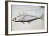 Unknown Fish-null-Framed Giclee Print