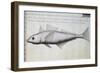 Unknown Fish-null-Framed Giclee Print