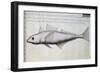 Unknown Fish-null-Framed Giclee Print