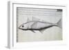 Unknown Fish-null-Framed Giclee Print