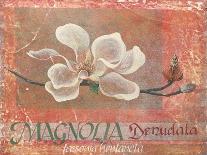 Magnolia Study I-unknown Foy-Laminated Art Print