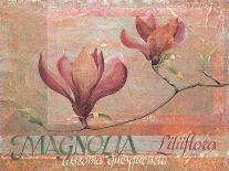 Magnolia Study II-unknown Foy-Framed Art Print