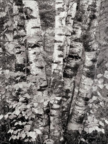 Photo, , large
