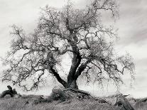 Saguaro-unknown Renkes-Photo