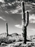 Saguaro-unknown Renkes-Photo