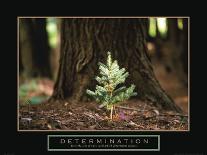 Determination - Little Pine-Unknown Unknown-Photo