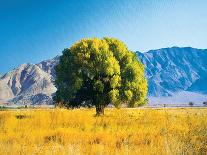 Tree in Pasture-unknown Williams-Stretched Canvas