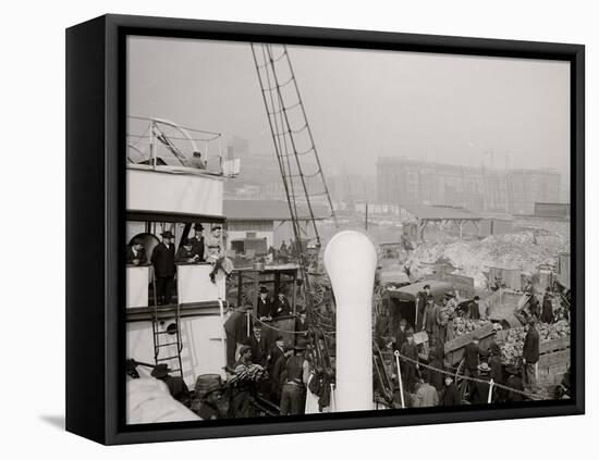 Unloading a Banana Steamer, Baltimore, Md.-null-Framed Stretched Canvas